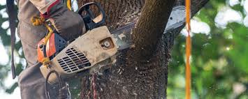 How Our Tree Care Process Works  in  Snoqualmie, WA